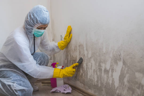 Best Basement Mold Removal  in Racine, WI